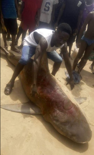Ijaw man poses with shark he killed in Bayelsa (photos)