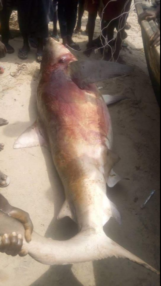 Ijaw man poses with shark he killed in Bayelsa (photos)