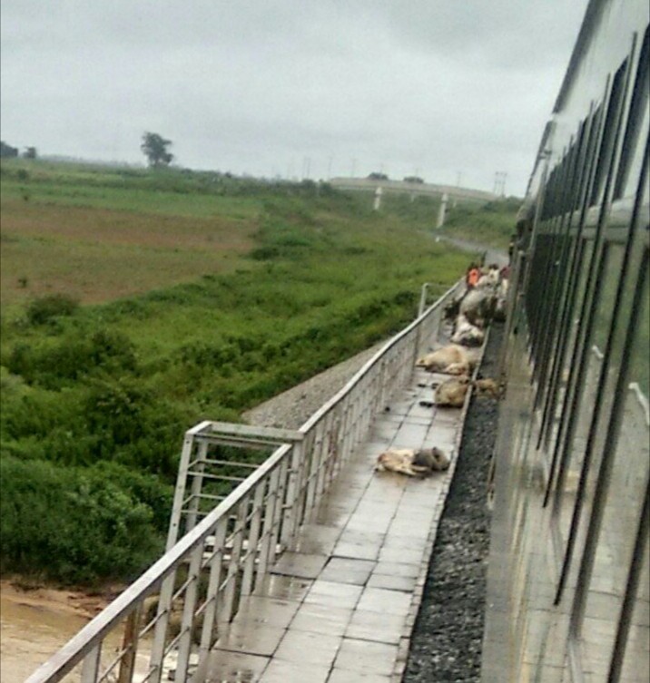 52 cows crushed to death by an Abuja-bound train